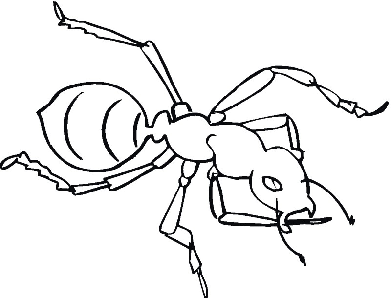 Dibujos De Hormigas Para Colorear Y Pintar 24C