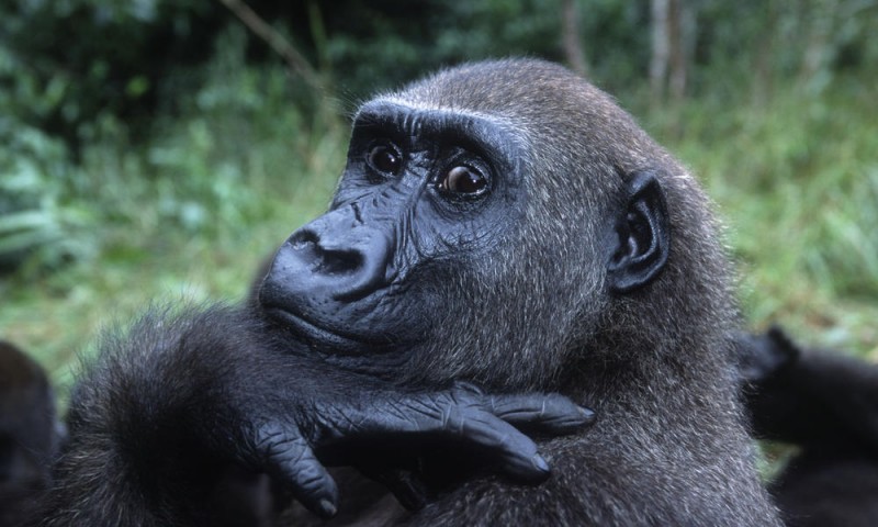 animal-salvaje-el-gorila