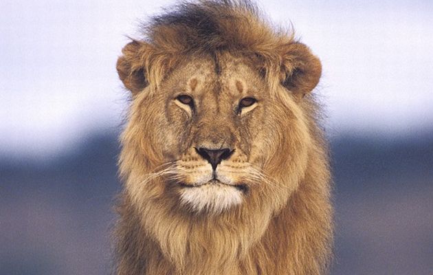 animal-salvaje-el-leon