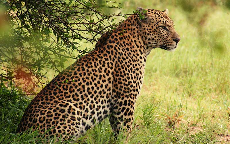 animales-salvajes-leopardo