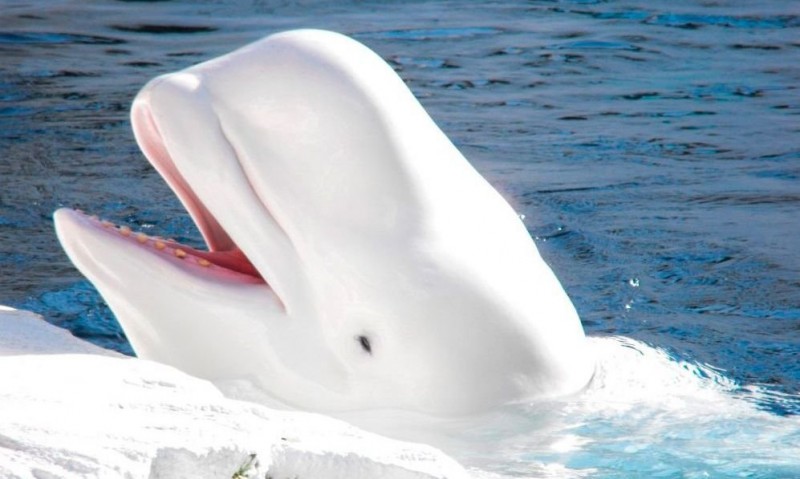 Actualizar 72+ ballena blanca dibujo - camera.edu.vn
