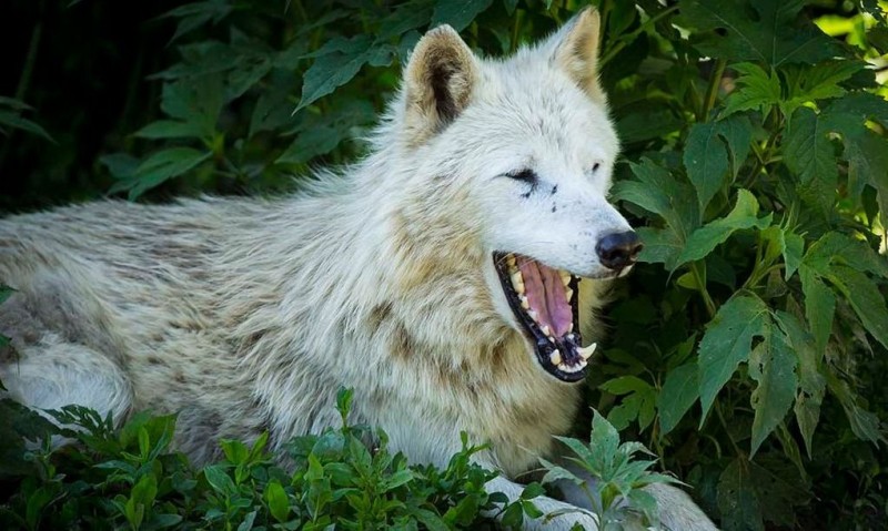 Introducir 37+ imagen qué comen los lobos blancos