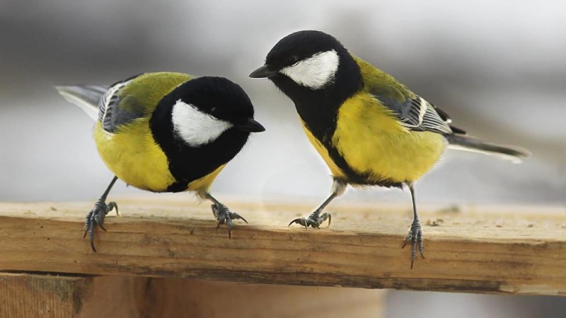 Restringir Literatura brandy PÁJAROS (Aves) - Tipos y nombres de pájaros explicados uno por uno