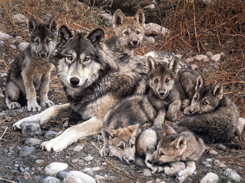 Introducir 97+ imagen como nacen los lobos