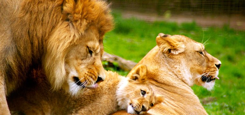 Cómo es el Comportamiento de los leones? Su vida, y formas de caza
