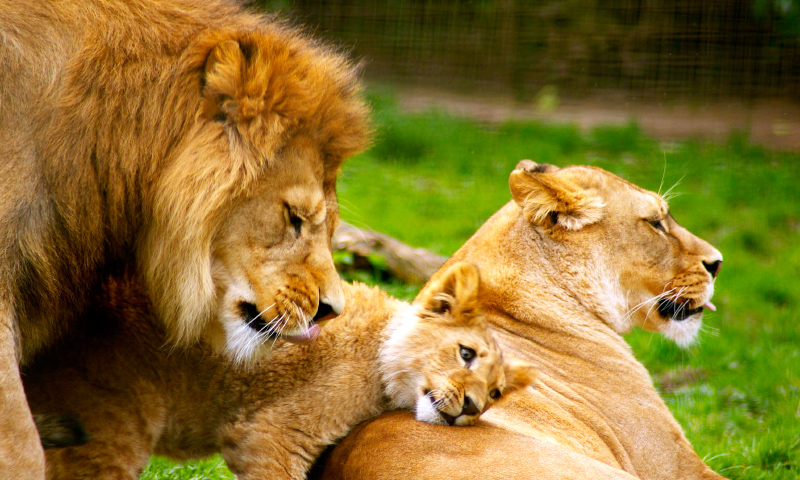 Top 58+ imagen leones comportamiento