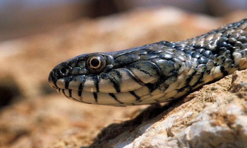 Antecedente freír extinción que comen las serpientes de agua pequeñas ...