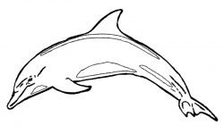 Dibujos de delfines