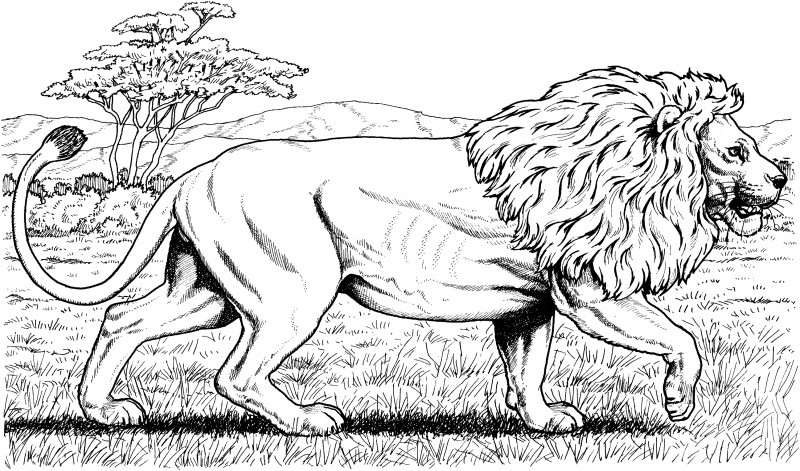 Top 88+ imagen dibujos para colorear de leones y tigres