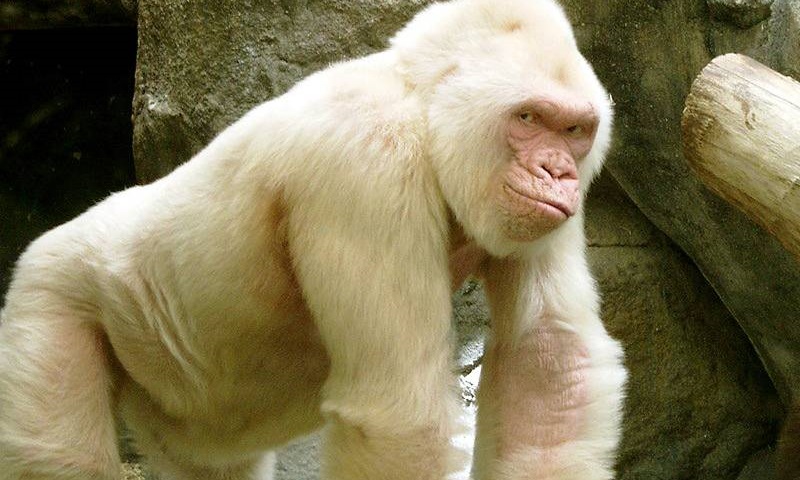 una especie de mono blanco albino Foto de stock 1665947929