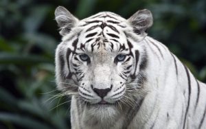 TIGRE Características Tipos de Tigres Qué comen Dónde viven