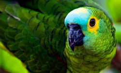 Fotos de canarios y periquitos