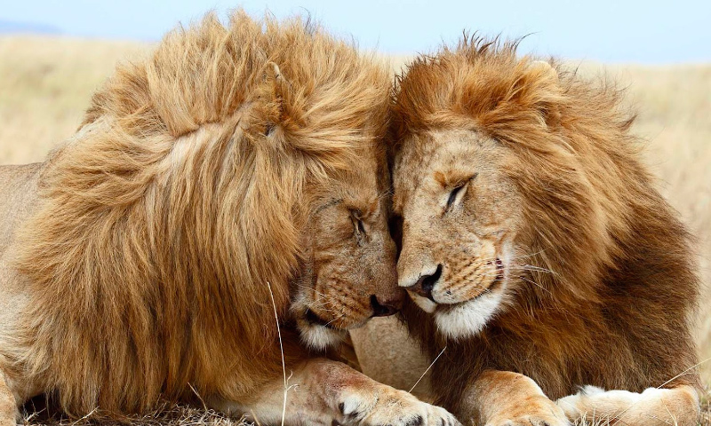 Las mejores FOTOS DE LEONES 【 Imágenes de leones 】