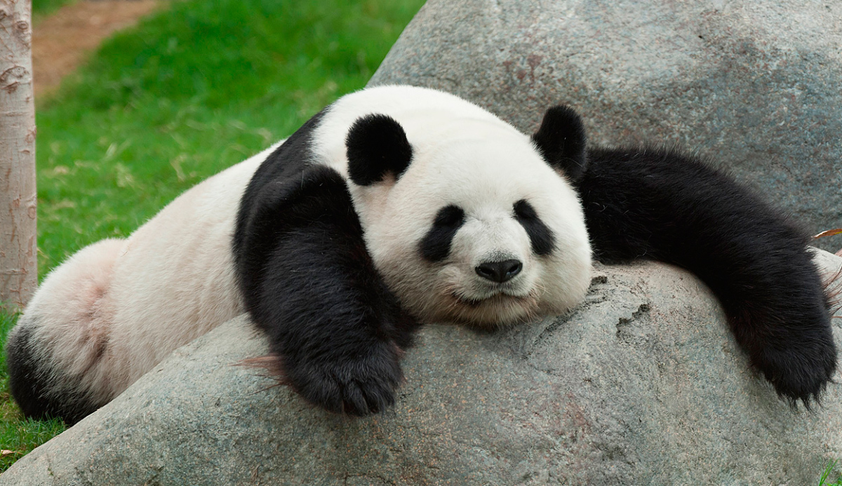 Dónde y Cómo VIVEN los OSOS PANDA? 🐼🎋 (Hábitat del Oso Panda) 