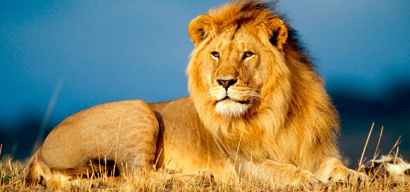 Top 46+ imagen nombre cientifico de los leones