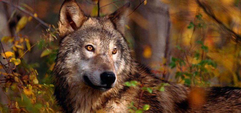 LOBO (Canis Lupus) - Tipos de lobos, qué comen, dónde viven...
