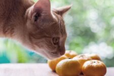 ¿Los perros y los gatos pueden comer cítricos?
