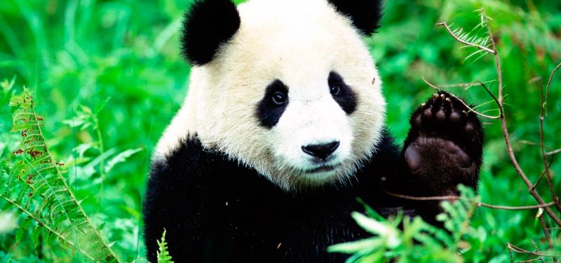 Oso Panda Información Qué Come Dónde Vive Cómo Nace
