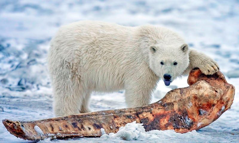 Osos polares - Dónde viven, qué comen y cuánto pesan los osos polares
