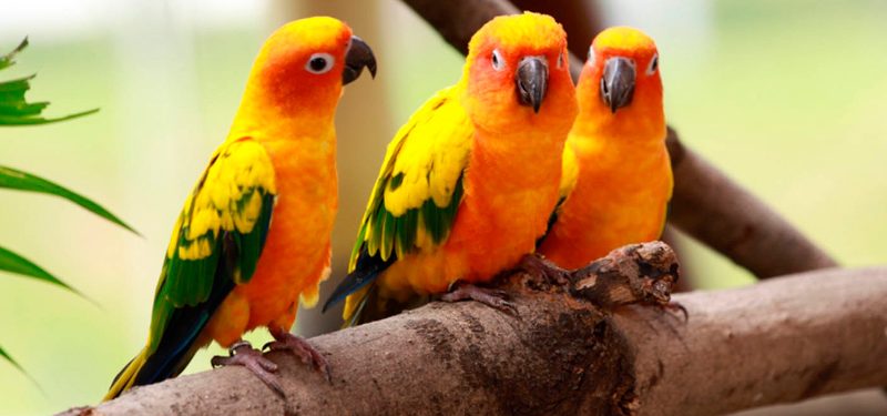 Restringir Literatura brandy PÁJAROS (Aves) - Tipos y nombres de pájaros explicados uno por uno