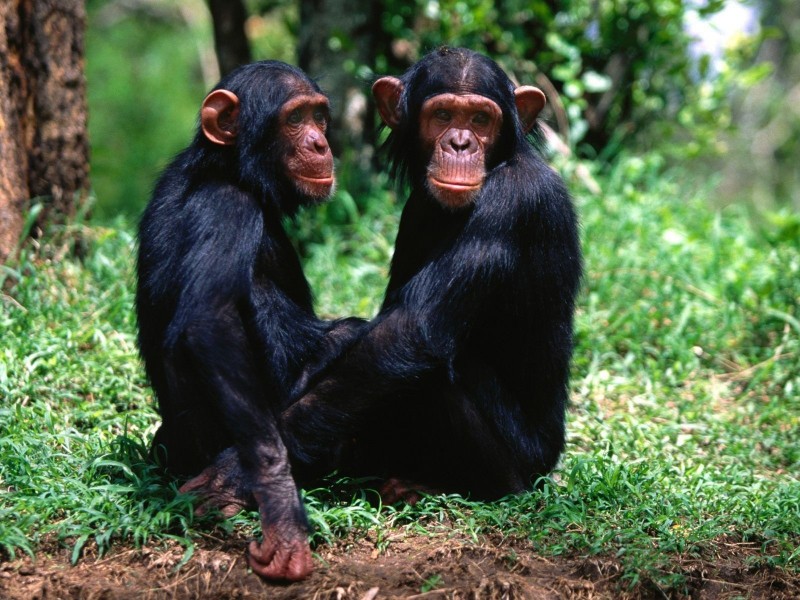 Mono (animal) - Información, hábitat, alimentación y características