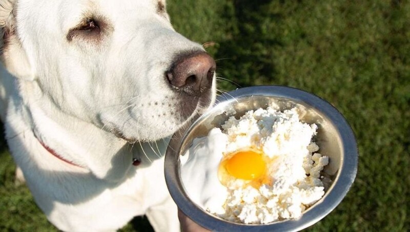Recetas caseras para perros: claves para una dieta equilibrada | Anipedia