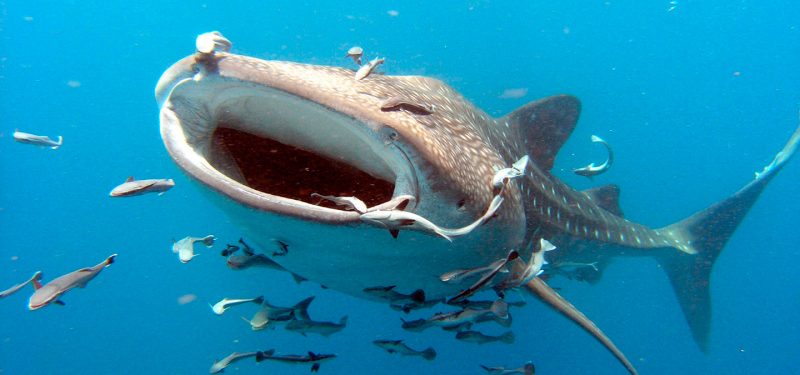 Tiburón ballena alimentándose