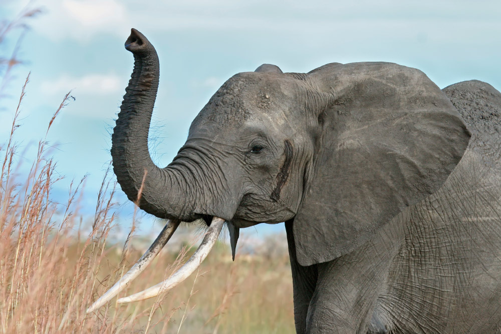 Elefante Tromba Para Baixo Significado - MODISEDU